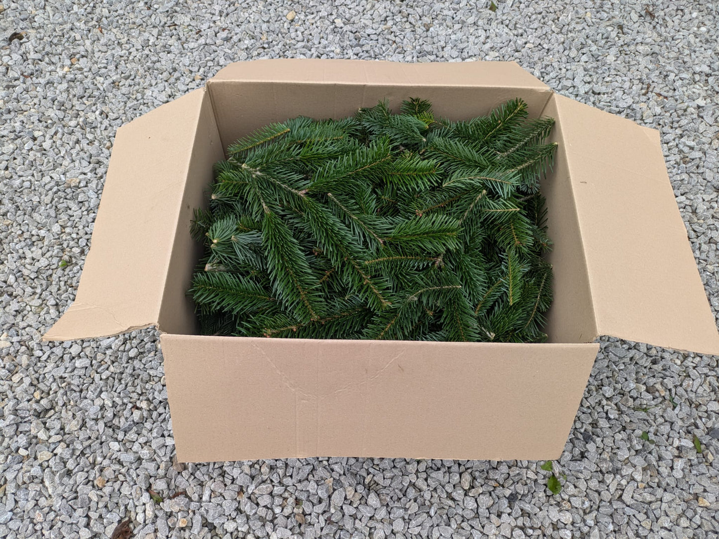 Nordmann Fir - Foliage Box (Wreath Making)