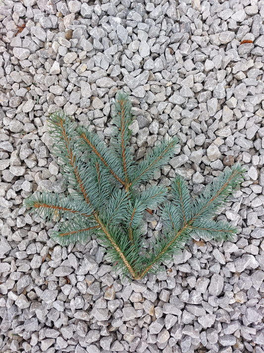 Blue Spruce - Foliage Box (Wreath Making)