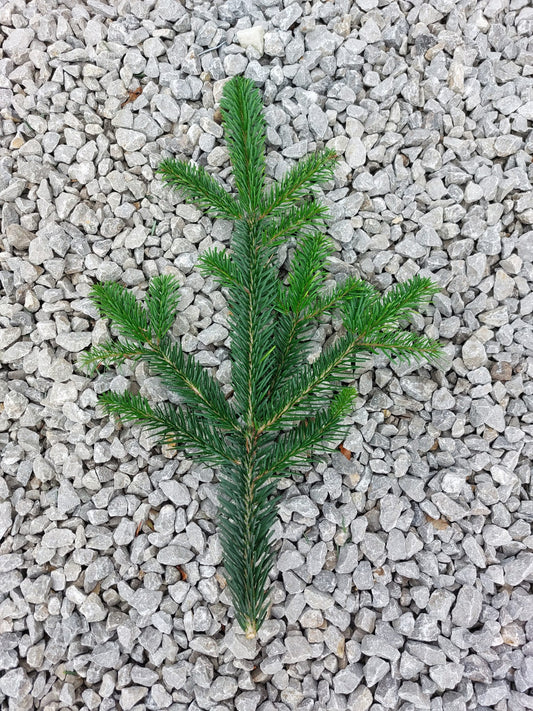 Nordmann Fir - Foliage Box (Wreath Making)