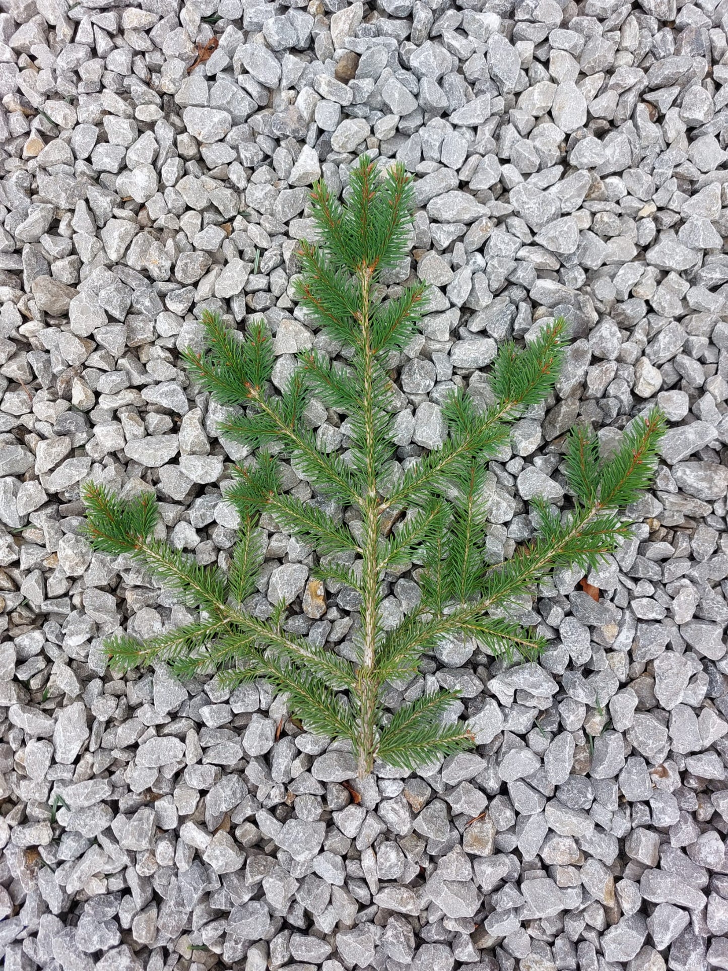 Norway Spruce - Foliage Box (Wreath Making)