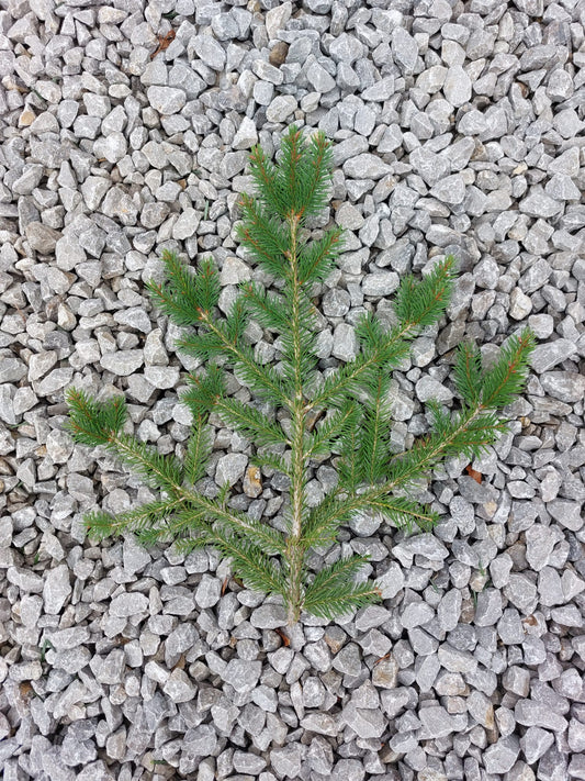 Norway Spruce - Foliage Box (Wreath Making)
