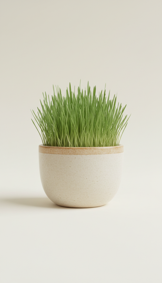 Cat Grass Kit With Wheatgrass